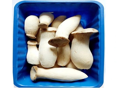 تصویر 1 از قیمت قارچ صدفی خوراکی + خرید باور نکردنی